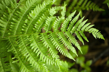 fern frond