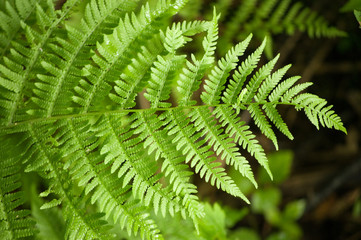 Fototapeta na wymiar fern frond