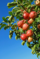Ripe red apples on branch