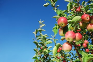 Obraz premium Ripe red apples on branch