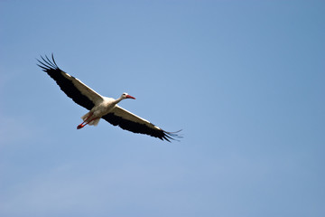 wild bird