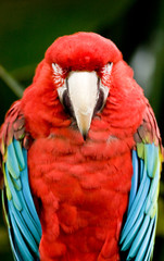 Obraz premium Sleeping Parrot