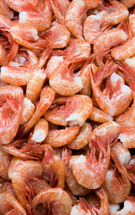 Shrimp abstract