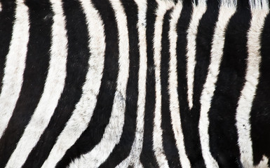 Fototapeta na wymiar Natural Zebra background