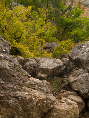 Autumn in the forest. Crimean Mountains, Eastern Europe