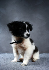 small dog puppy. Color is black with white.
