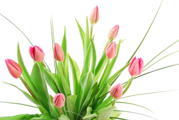 tulips isolated on white
