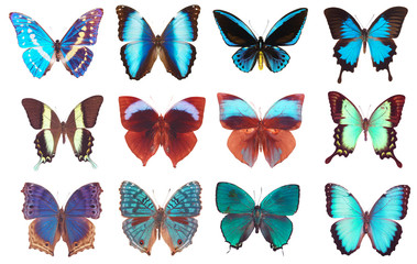 Fototapeta na wymiar Niektóre różne motyle na białym