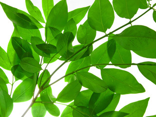 green branch of tree close-ap