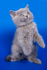 British kitten on white background