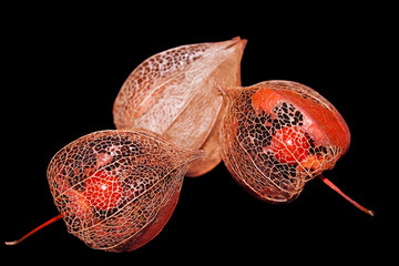 Physalis