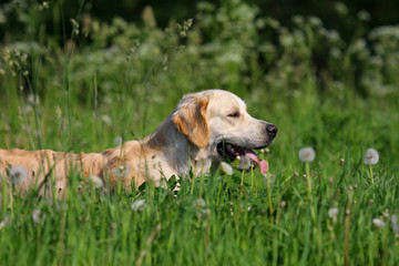 Golden retriever dog in nature