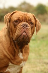 portrait de dogue de Bordeaux de face à l'air soucieux