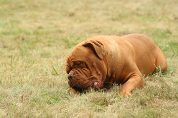 dogue de Bordeaux étalé de tout son long,mordillant l'herbe