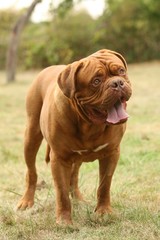 Dogue de Bordeaux marquant l'étonnement