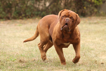 allure étonnante d'un dogue de Bordeaux