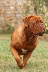 Fototapeta premium dogue de Bordeaux balourd,surveillant son jardin