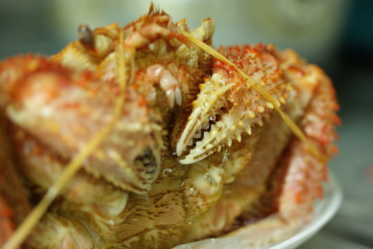 蟹爪