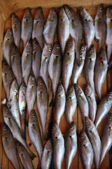 Fischverkauf - Istanbul