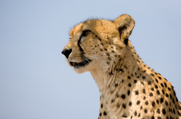 Head of a cheetah against the blue sky in South Africa