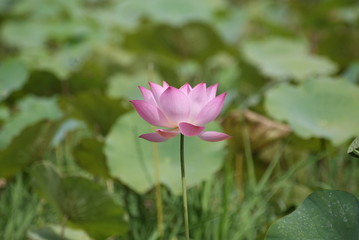 Pink Lotus