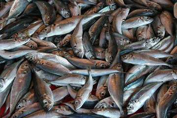 Nahaufnahme von Fisch - Istanbul