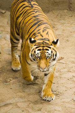 young Amur tiger roams the trail