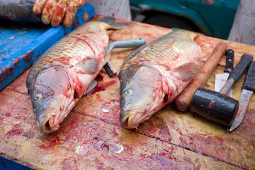 Christmas carps (Czech Christmas tradition), Czech Republic