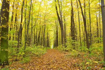 Old autumn forest in the morning pore of day