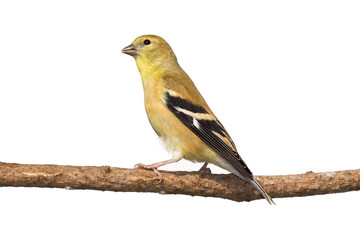 profile of female american golfinch perched on a branch