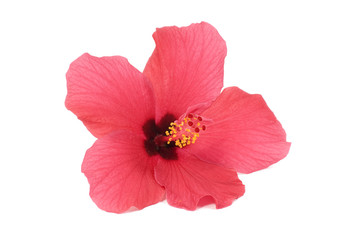 Fototapeta na wymiar hibiscus rose
