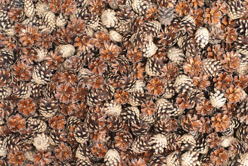pine cones