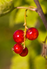 red currant