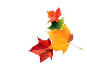 Leaf border