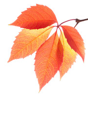 Red autumn leaves