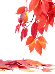 Red autumn leaves