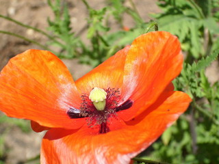 Klatschmohn