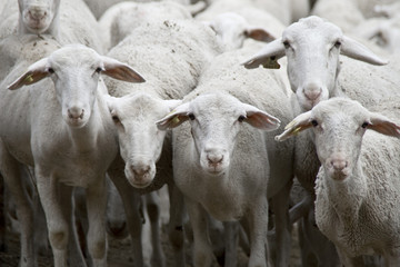 Rebaño de ovejas mirando fijamente