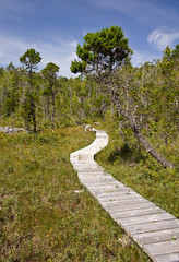 Forest boardwalk