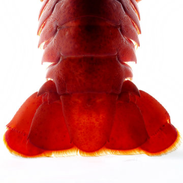 Lobster Tail - Backlit