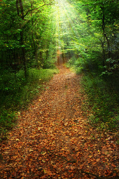 Waldweg