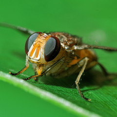 Gros plan d'une mouche sur une feuille