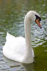 swan