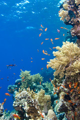 Fototapeta na wymiar Colorful tropical reef, Red Sea, Egypt