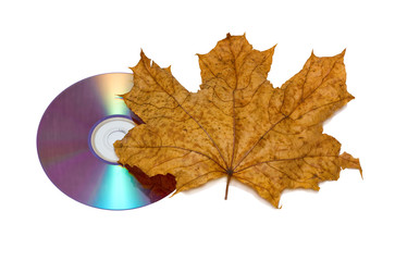 cd & maple leaf