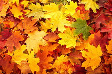 Naklejka premium Background group autumn orange leaf. Nature.