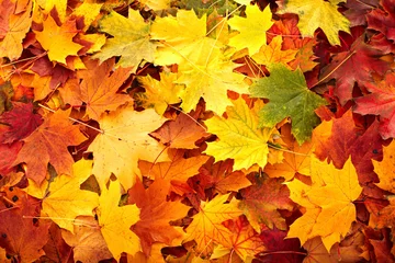 Foto op Canvas Background group autumn orange leaf. Nature. © Gennadiy Poznyakov