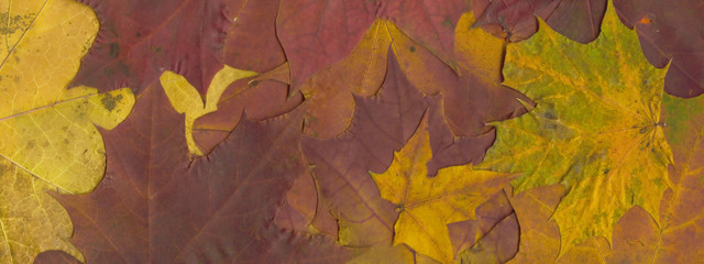Background from leaves