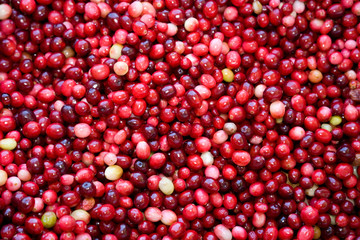 Red Cranberry