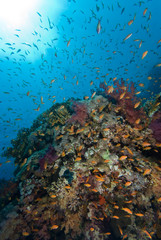 Fototapeta na wymiar Colorful tropical reef